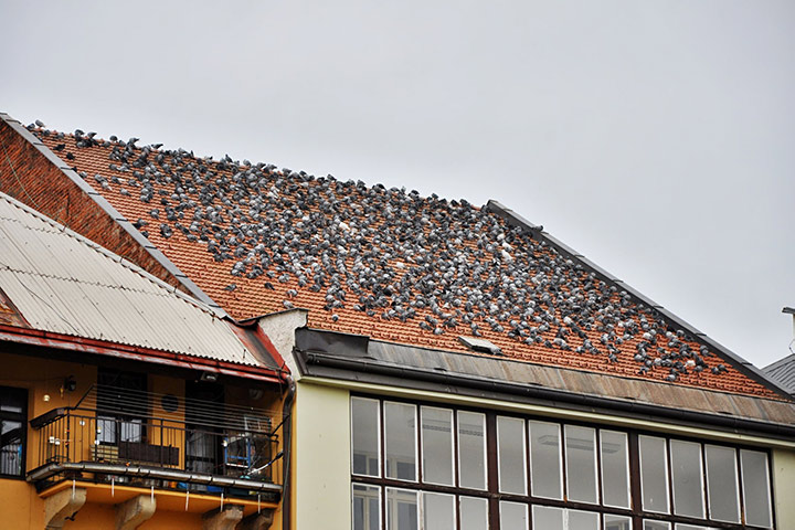 A2B Pest Control are able to install spikes to deter birds from roofs in Neath. 