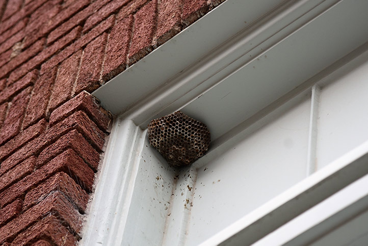 We provide a wasp nest removal service for domestic and commercial properties in Neath.